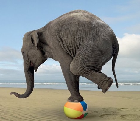 Elephant Balancing