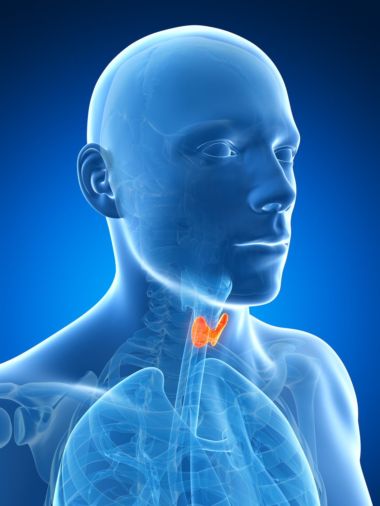 male thyroid gland