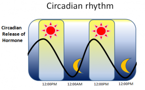 Circadian rhythm